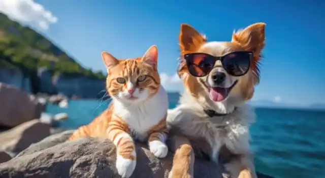 Yaz Aylarında Evcil Hayvan Bakımı: 10 Altın Kural