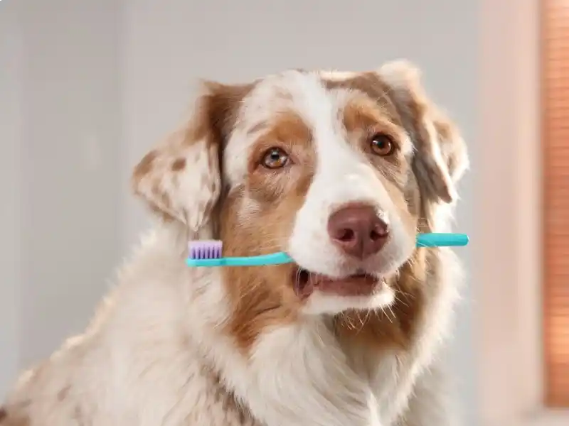 Köpek Diş Bakımı