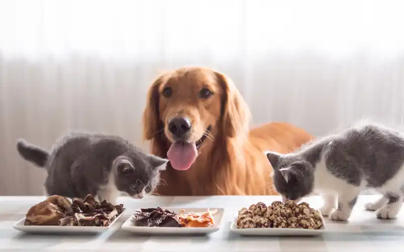 Evcil Hayvan Beslenmesi