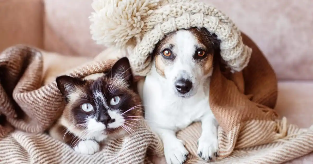 Kış Aylarında Evcil Hayvan Bakımı